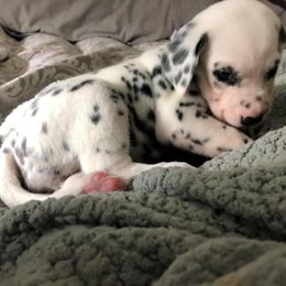Dalmatian Puppies from Revere Dalmatians