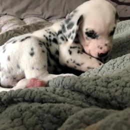 Dalmatian Puppies from Revere Dalmatians
