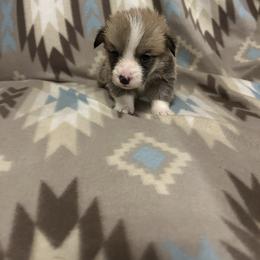 Bernie - Red male Pembroke Welsh Corgi puppy in Maupin, Oregon from Bailey Nannini
