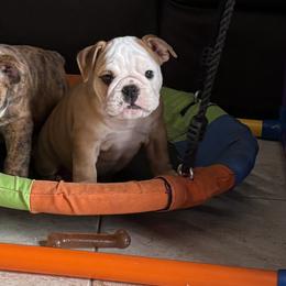 Odin - Red and white male Bulldog puppy in Harrisburg, Pennsylvania from KnockDown Bulldogs