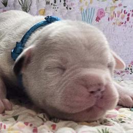 Kit Kat - White female American Bulldog puppy in Three Rivers, Michigan from Jemms Kennels
