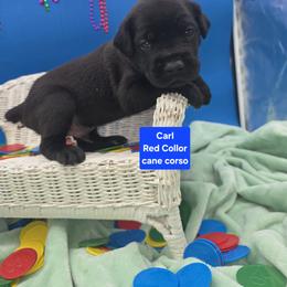 Cane Corso Puppies from God Of War Cane Corso