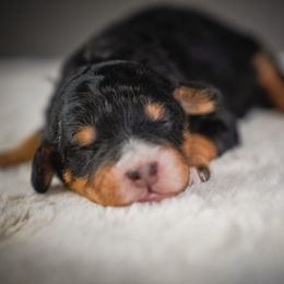 Monroe - Tri-color female Bernedoodle puppy in Caldwell, Idaho from Boise Doodle Co.