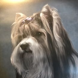 Olaf - Biewer Terrier