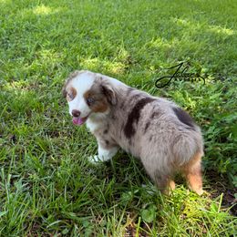 Iris - Red merle female Toy Australian Shepherd puppy in Lumberton, Mississippi from Talowah Aussies