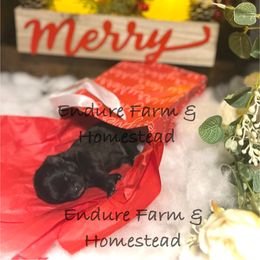 Boy 1 - Black and tan male Pomeranian puppy in Plantersville, Texas from Endure Farm Inc