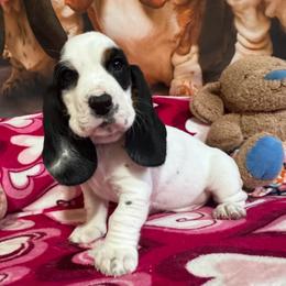 PIP - Black brown and white male Basset Hound puppy in Pilot Mtn, North Carolina from Lowdown Love Basset Hounds