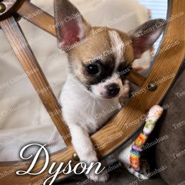 Dyson - Sable spotted white male Chihuahua puppy in Rocky Mount, Virginia from Teeny Chihuahuas