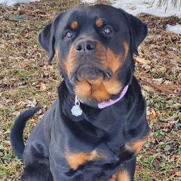 Puma - Rottweiler
