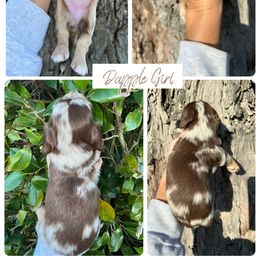 Sadie - Dapple female Dachshund puppy in Georgia from Hamsley Doxies and More