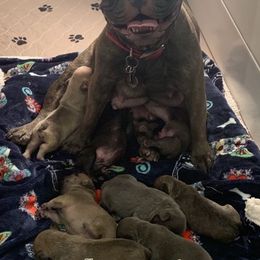 French Bulldog Puppies from Ka’iliwai Frenchie Collective