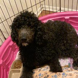 Goldendoodle Puppies from Zeusthemoosedoodles