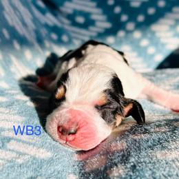 WB3 - Black brown and white male Basset Hound puppy in Britton, South Dakota from K&S Canines