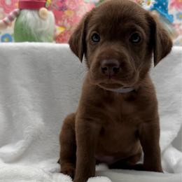 Gray - Chocolate female Labrador Retriever puppy in Heath Springs, South Carolina from Rich Hill Retrievers