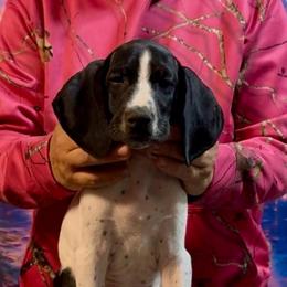 Pooh - Black and white male German Shorthaired Pointer puppy in Aitkin, Minnesota from Whispering’s GunDogs