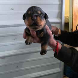 Boa - Black and mahogany male Rottweiler puppy in Salt Lake City, Utah from Snubnose Rottweilers LLC