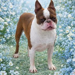 Hercules - Boston Terrier