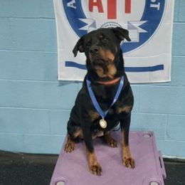 Rottweilers from Bruinhaus Rottweilers