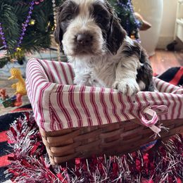 Olympus - Liver and white male English Springer Spaniel puppy in Huntingdon, Pennsylvania from Indian Creek Springers and Doxies