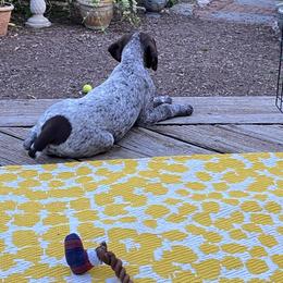 German Shorthaired Pointer Puppies from Twin Gabels GSPs