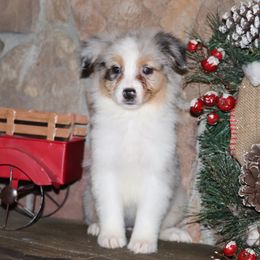 Bmf2 - Blue merle female Australian Shepherd puppy in Chehalis, Washington from Wandering Acres Ranch