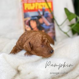 Cavapoo Puppies from Pup Fiction Breeders