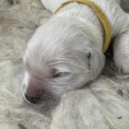 Yellow - Light golden male Golden Retriever puppy in Williamsport, Maryland from Feather Fletched English Goldens