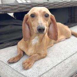 Lux - Dachshund