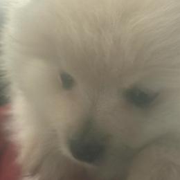 Blitzen - Cream male Pomeranian puppy in Kelseyville, California from Cobb Mountain Shih Tzus, Paragon Pomeranians