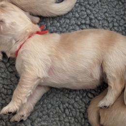 Golden Retriever Puppies from Goldens of Heritage Oaks