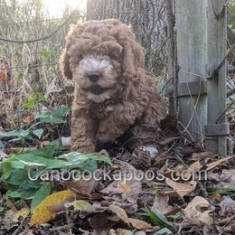 Cockapoo Puppies from Cano Cockapoos