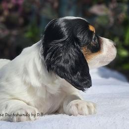 Fern 2125 - Piebald female Dachshund puppy in Ben Wheeler, Texas from Anytime Dachshunds by D.B.
