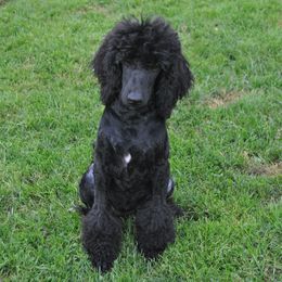 Poodle All Grown Up from Celtic Heart Poodles