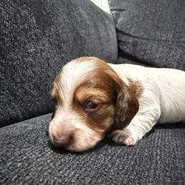 Sophie - Chocolate and tan female Dachshund puppy in Luling, Texas from Kristina's Dachshunds
