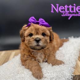 Shih Tzu Puppies from Loyal Tzu's