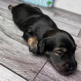 Onyx - Black and tan male Dachshund puppy in Miami, Florida from Maitime Dachshund