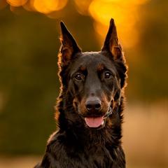 Sweet thankful Raina de haute crete - Beauceron