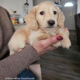 Preacher - Red male Dachshund puppy in Lebanon, Oregon from Willow Moons Dachshunds