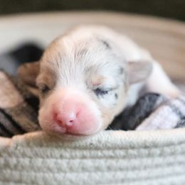 Bridger - Blue merle and white male American Corgi puppy in Plains, Montana from Diamond Corgis