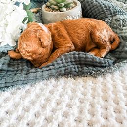 5th Pick (Willow) - Red female Cavapoo puppy in Marquand, Missouri from Perfectly Playful Doodles