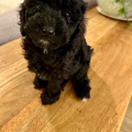 Wave - Black female Cavapoo puppy in Gilbert, Arizona from Sunburst Doodles