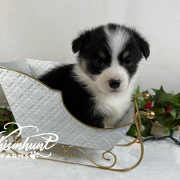 Black Boy - Black and tan male Pembroke Welsh Corgi puppy in Nashville, Arkansas from Whisenhunt Farms