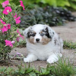 Miniature Australian Shepherd Puppies from ELVF Mini Aussies