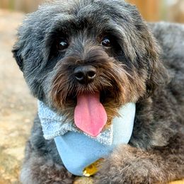 Zeus - Aussiedoodle