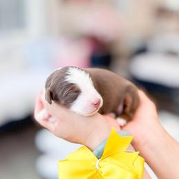 Chip-Yellow - Brown and white male Bernedoodle puppy in Ontario, California from Teddy Doodles & Standard Poodles