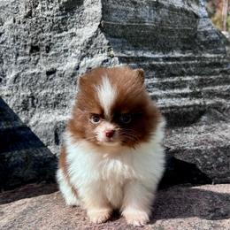 Figgy - Chocolate parti male Pomeranian puppy in Canandaigua, New York from Fingerlakes Pomeranians