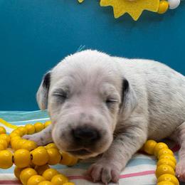 Snorkel - White and black female Dalmatian puppy in Melrose, New Mexico from ECMO Farm Dalmatians & Labrador Retrievers
