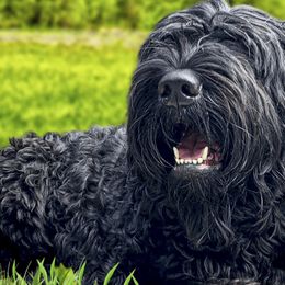 Belgian Malinois, Black Russian Terriers, Dutch Shepherds, Poodles, and Rottweilers from Louisov Kennel