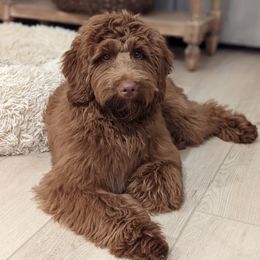 Frankie - Goldendoodle