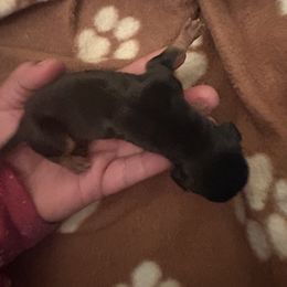 Girl 1 - Black and tan female Dachshund puppy in Saint Paul, Minnesota from Vibrant Eyes Doxies